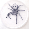 daisuke_suzuki_P_13_ Ladybird Spide_details2.jpg(29502 byte)